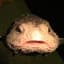 Blobfish