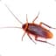 Roach