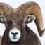 Ram Rancher