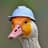 HelmetGoose