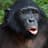 Bonobo