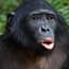 Bonobo