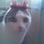 BunnyCat