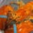 Orange Lobsta