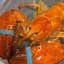 Orange Lobsta