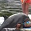 Dirty Dolphin