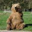 ChillBear
