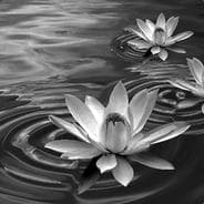 KingLotus33