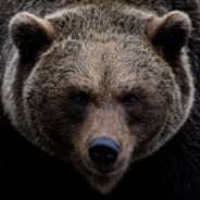 MrBear