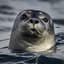 Seal