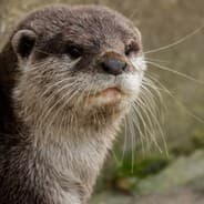 Loutre Magique