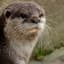 Loutre Magique