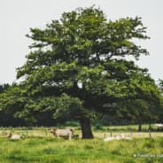 arbre