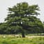 arbre
