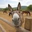 Urban Donkey