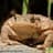 Toad