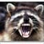 Raccoon Tim