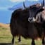 Blazing War Yak