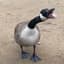 Goose
