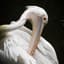TheElegantPelican