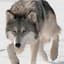 Gray_Wolf