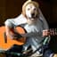 An Acoustic Dogo