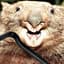 TheWombat