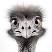 Conflict Ostrich