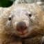 waddling_wombat