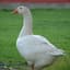 Goose