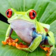 A Tree Frog
