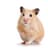 Hamster