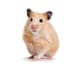 Hamster