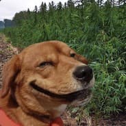 Indikush