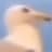 GigaSeagull