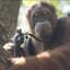 Monkey man