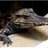 Caiman