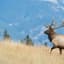 Open_Season