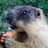ViscountMarmot