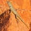 Lizard On A Hot Rock