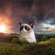 TheCatMeows