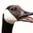 canadian goose