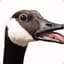canadian goose