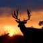 BigCountry