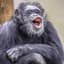 RetiringChimp