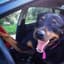 dogs kill in hot car