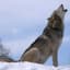 GrayWolf