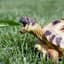 TheSpeedyTortoise