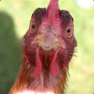 Number one chicken