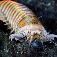 Bobbit Worm